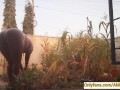 Village girl AKIILISA harvesting crop in the garden/Tshirt and panty sexy ass