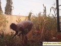 Village girl AKIILISA harvesting crop in the garden/Tshirt and panty sexy ass