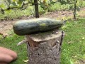 Ich ficke meine riesige Halloween-Zucchini und komme darauf