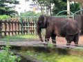 Elephants of Saigon. Vietnam