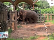 Elephants of Saigon. Vietnam