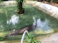 Crocodiles of Saigon