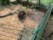 Crocodiles of Saigon