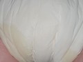 After my diaper change I soak my diaper