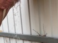 Milf in boots pees at the fence