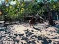 What You Didn’t Expect to See on a Tropical Beach 🏖️😆 peeing, urinating, taking a leak, xixi