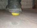 Lemon Crush in Slow Motion Under Dirty Boot 👣👣
