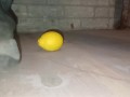 Lemon Crush in Slow Motion Under Dirty Boot 👣👣