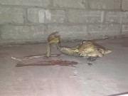 Plastic Bottle Crush & Trample. Flattened under my dirty size 11 boots 👣