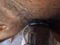 FPOV You get your throat fucked by a big thick buldging cum blasing BBC