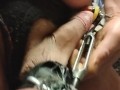 Dick n balls that are stretched regularly stretch pussies and assholes regularly