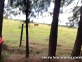 I pee in the farm while the cows watch me