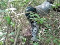 Ebony with big tits seduced a passerby and fucked him in the forest.