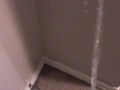 Pissing all over my bedroom carpet and wall, leave a huge messy puddle