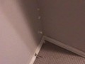 Pissing all over my bedroom carpet and wall, leave a huge messy puddle