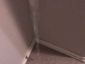 Pissing all over my bedroom carpet and wall, leave a huge messy puddle