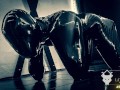 Breath Play Struggle in Latex Dog Suit (Session 15)