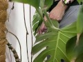 Peed in a monstera in the office while everyone went to lunch