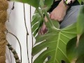 Peed in a monstera in the office while everyone went to lunch