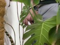 Peed in a monstera in the office while everyone went to lunch