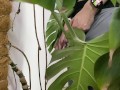 Peed in a monstera in the office while everyone went to lunch