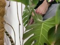 Peed in a monstera in the office while everyone went to lunch