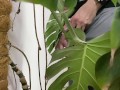 Peed in a monstera in the office while everyone went to lunch