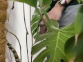 Peed in a monstera in the office while everyone went to lunch