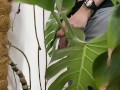 Peed in a monstera in the office while everyone went to lunch