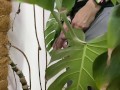 Peed in a monstera in the office while everyone went to lunch