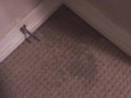 POV Power Pissing All Over My Bedroom Carpet and Walls (Compilation)