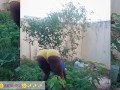 African gardener AKIILISA checking out the fruits of the season/lover's Tshirt and tiny booty short/
