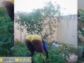 African gardener AKIILISA checking out the fruits of the season/lover's Tshirt and tiny booty short/