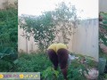 African gardener AKIILISA checking out the fruits of the season/lover's Tshirt and tiny booty short/