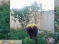 African gardener AKIILISA checking out the fruits of the season/lover's Tshirt and tiny booty short/