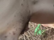 I Pee Standing Like a Naughty Dog in Heat