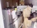 I fucked my neighbor in the kitchen while her husband is traveling