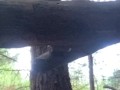 Cum-Dripping Pussy Peeing on a Log in the Forest