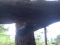 Cum-Dripping Pussy Peeing on a Log in the Forest