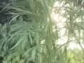Golden Shower for My Garden -  Naughty Girl Pissing Outdoors