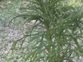 Golden Shower for My Garden -  Naughty Girl Pissing Outdoors