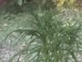 Golden Shower for My Garden -  Naughty Girl Pissing Outdoors