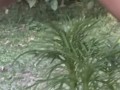 Golden Shower for My Garden -  Naughty Girl Pissing Outdoors