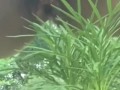 Golden Shower for My Garden -  Naughty Girl Pissing Outdoors