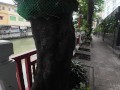 I found a Monitor Lizard in Bangkok! Thailand