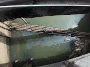 I found a Monitor Lizard in Bangkok! Thailand