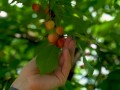 Ripe Cherry - First Day of Summer 2025
