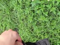 Pissing in the sun 🌞 and cumming in the garden 🥒💦 I'm becuming adickted to pee porn!