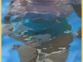 Wifey wet shirt in the pool with perfect braless tits