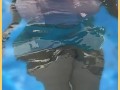 Wifey wet shirt in the pool with perfect braless tits